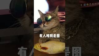 猫片MV，看尽猫生百态 ​，这是一笔大制作啊！​