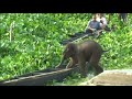 Baby elephant rescued from lake in northeastern India