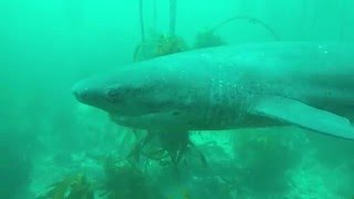 Seven gill cow shark - South Africa