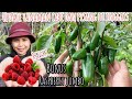 UPDATE TANAMAN CABE DAN PISANG DI INGGRIS || BONUS BUAH RASPBERRY JUMBO