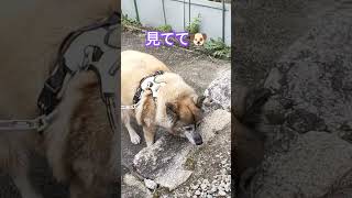 それってジンクス？段差を登る手にこだわりがある犬のムーちゃん　〜とくにないわよ〜