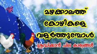 മഴക്കാലത്ത് കോഴികളെ വളർത്തുമ്പോൾ ഈ കാര്യങ്ങൾ ശ്രദ്ധിക്കൂ | Some tips for poultry farmers | Aviyal