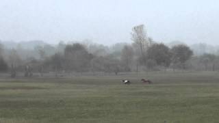 Alsónémedi (H) Puppy Coursing Derby - 1. run of Fierce Fireball Attraction