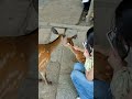 外国人観光客は鹿と過ごす時間を好む🦌🥰 foreign tourists in nara park deer in nara park japan deerpark japan