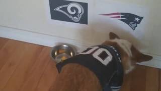 Bentley Predicts the Winner of the Superbowl