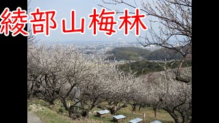 【ひと目2万本】綾部山梅林　2022年3月