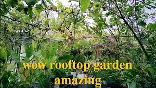 rooftop garden update in the taguig city Philippines