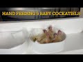 How to feed one day old baby bird | best hand feeding tips for cockatiel | hand feeding cockatiel