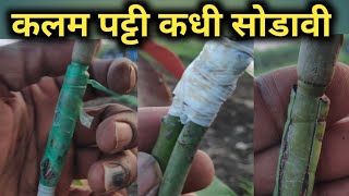 आंबा केल्यावर कलम पट्टी कधी सोडावी mango grafting kalam tep