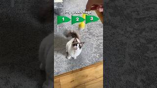 Котик Муркотик #shorts#ragdoll#cat#noviews#lol#fyp