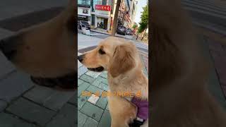 마트 앞에서 엄마 기다리는 #댕댕이 | cute golden #retriever waiting for her mom