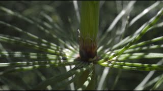 Imagine Horsetails as Tall as Trees 100 Million Years Ago