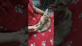 మా పిల్లి పిల్ల ఎజిగాడు ఆటలు 🤣 / Cat/Baby Cat funny videos/ My pet Ezhil games/ cat sleeping