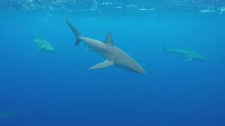 Shark Behavior 101 with Ocean Ramsey One Ocean Research interception and  parallel swimming