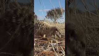 The sheer joy of being so close to meerkats in the wild. #animalsightings #wildlife #safarilife