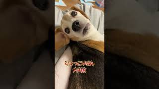 [Beagle dog] Failed timing to look back! [Beagle Dog]