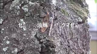 鳴くアブラゼミ・クマゼミの姿