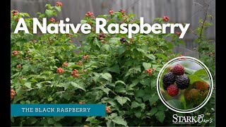 A Native Raspberry - The Black Raspberry