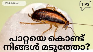 പാറ്റയെ തുരത്താൻ പൊടികൈകൾ / how to get rid of cockroaches/tips and tricks