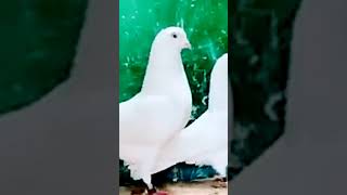 beautiful pigeon white Kabootar bhot Hi Acha Birds Lovers 🐦💯 #shorts