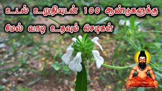 உடல் உறுதியுடன்  வாழ உதவும் செடிகள் - Body strength Herbals - Siththarkal Ulagam