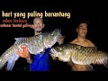 HARI YANG PALING BERUNTUNG: pecah REKOR lagi dapat ikan mahser super besar di hulu sungai