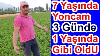 Yaşlı Yonca Hızlıca Nasıl Gençleştirilir - Yoncada Yaprak Gübresi - Yonca Tarlası Bakımı