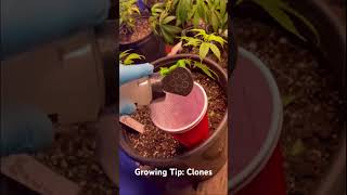 Tips for new growers! Cutting and growing clones! #knowledgeispower #knowledge #clones