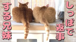 猫のしっぽが可愛すぎる動画を集めてみました【たぬきしっぽ】【お返事】