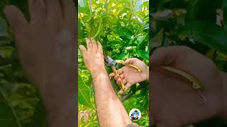 How to get ride Mango malformation#viralshorts#mango#fruitfarms#agriculture#villagelifestyle