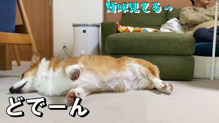 ホークスが負けたとたん甘えてくるパパがめんどくさいコーギー犬