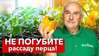 ВЗОШЛИ ПЕРЦЫ? Срочно сделайте так, чтобы рассада не вытянулась, а росла крепкой и коренастой