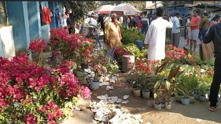 V578 Poinsettia 400 টাকার গাছ 100 120 টাকায় বুগেনভিলিয়া বড় গাছ সাড়ে তিনটায় Galiff Street Plant