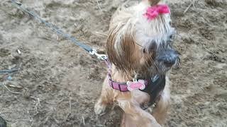 2018 07 04 Coco Puff Learns to Swim