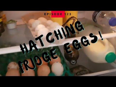 Will eggs hatch after being in the fridge?
