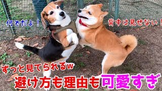 相手に対して過剰反応すぎる柴犬特有の遊び方が可愛すぎた shiba inu plays with friend