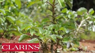 The Organic Leaf of Life - Powers the skin's natural hydration | Clarins