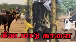 நாகர்கோவில் கிடைமாடு காளை அட என்னப்பா இந்த ஆட்டம் போடுது ||இராவணன் கிடைமாடு 👈