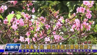 天氣亂了套 陽光運動公園櫻花開了