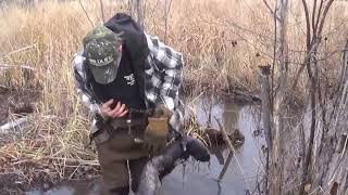 Two otters in one trap