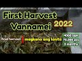 Final Harvest | magkano ang kinita