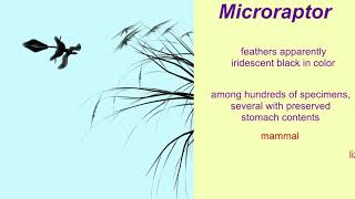 Microraptor: a gliding/weakly flying dinosaur