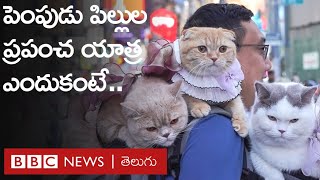 Tour With Cats: యజమాని భుజాలపై దేశాలు తిరిగేసే ఈ పిల్లులు సోషల్ మీడియా స్టార్స్ | BBC Telugu