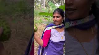 மலைபாஞ்சி பழம் | முள்சீத்தா | Soursop | Medicinal Fruits | Cancer Medicine | #allwinjilly #shorts