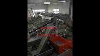 Shrimp Peeling Machine