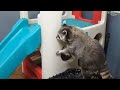 raccoon fails that will have you die laughing