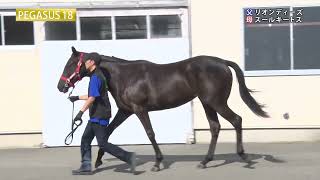 PEGASUS18（リオンディーズ×スールキートス）2023年秋