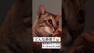 昇天してしまった猫　　　　編集なし #衝撃映像  #白目猫 #〇〇猫  #shorts