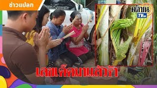 ฝันเห็นพญานาค ตืนเช้าวันพระ เจอหน่อคล้ายพญานาคโผล่โคนต้นหมาก : Matichon TV