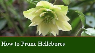 How To Prune Hellebores (The Lenton Rose) - Basic Care Techniques